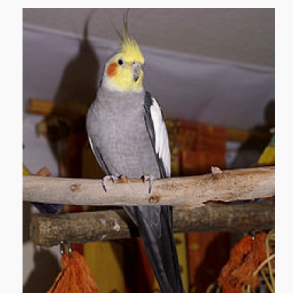 Meet your Posher, Mercedes